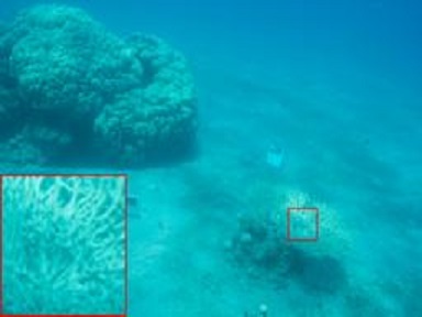 Underwater coral image.